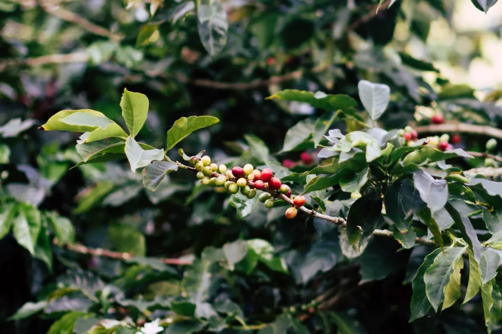 میوه یا گیلاس قهوه چگونه است؟