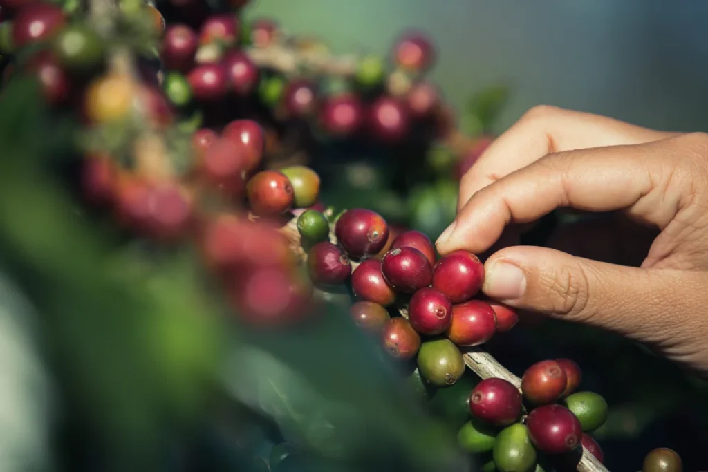 روش‌های برداشت قهوه