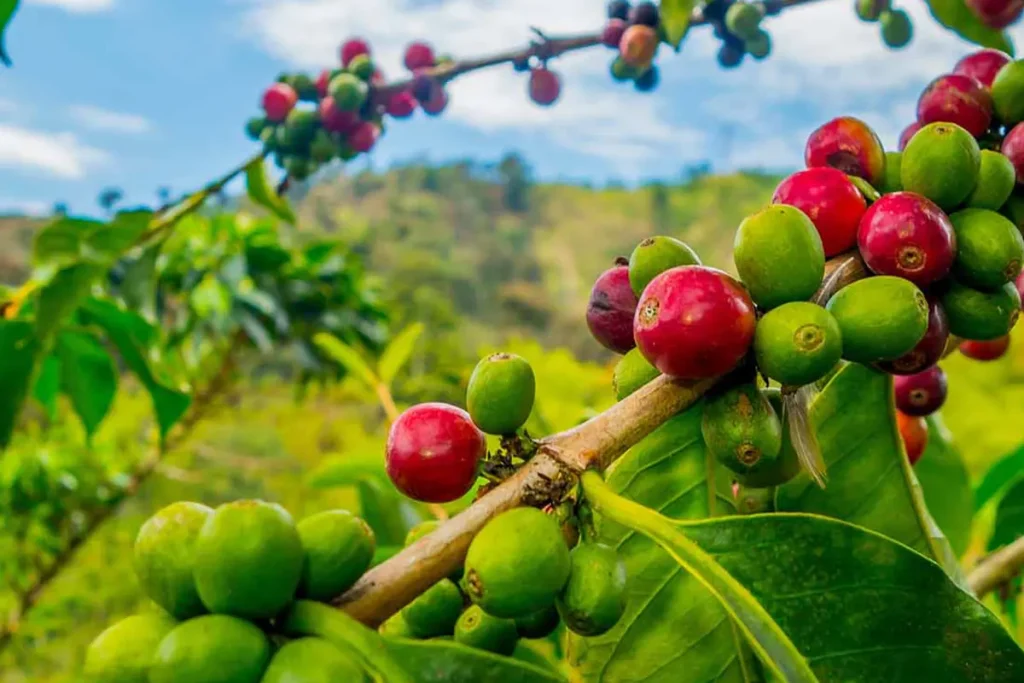 تاثیر گونه گیاهی قهوه روی قیمت آن