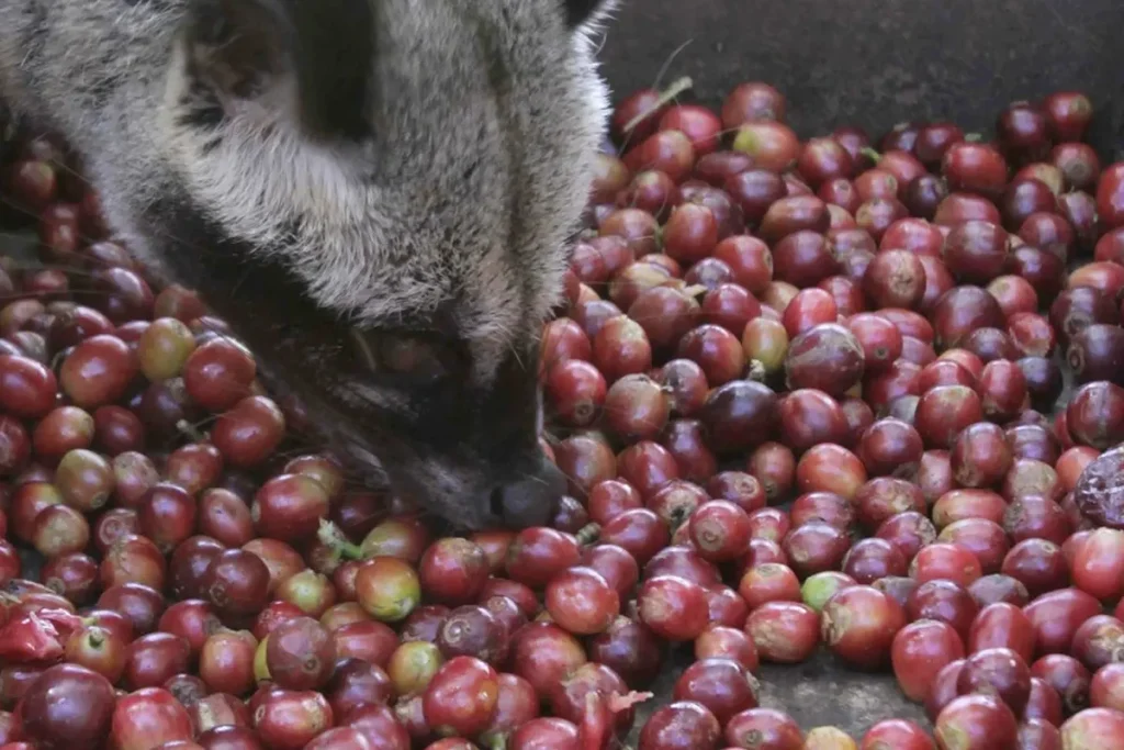 فرآوری قهوه توسط دستگاه گوارش حیوانات