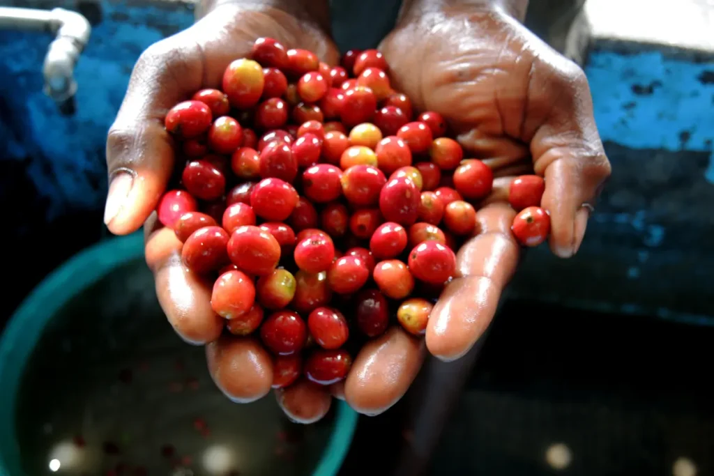 قهوه بئوربون چیست؟